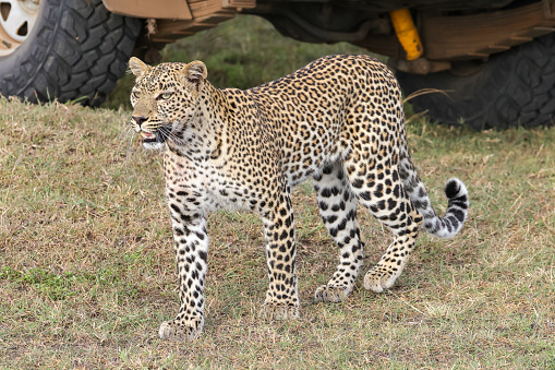 a leopard close to a safari car in Maasai Mara NP