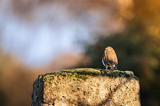 A Robin (Erithacus rubecula) perched on a stone, gazing into the distance