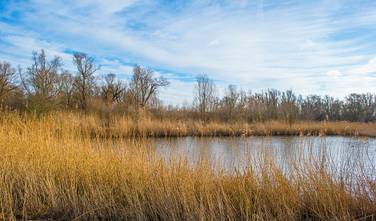 Reed along the edge of a lake in a blue cloudy sky in sunlight in winter, Almere, Flevoland, The Netherlands, February 13, 2024