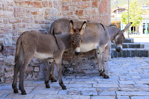 Donkeys at a church in Pustec, Prespa National Park in Albania