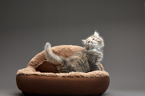 Cute fluffy gray kitten looks up on a soft brown lounger on a gray background, copyspace