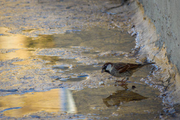 bird and his reflection in the water taken at Imsida, malta