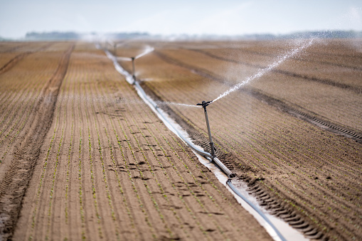 Sprinkler irrigation system watering the growing vegetables in the dry agricultural landscape.