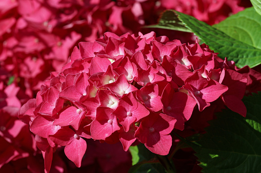 Pink mophead Hydrangea, of unknown species and variety, flowers in close up with a background of blurred leaves.