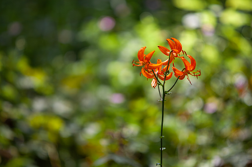 a side view of a blooming Tiger Lily