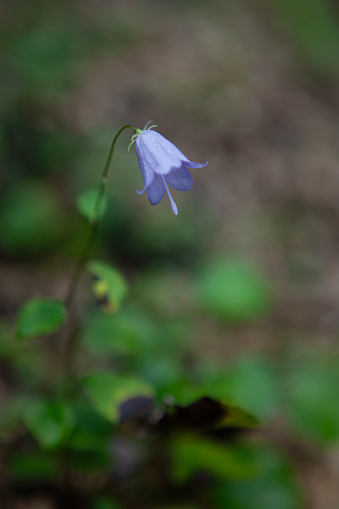 wild flower