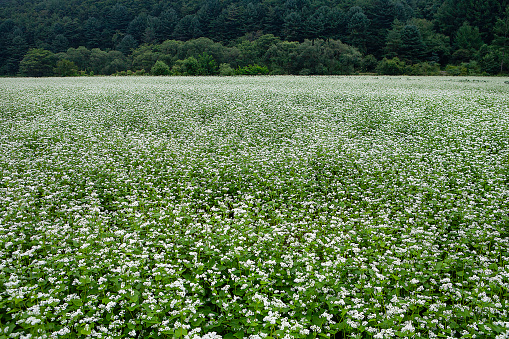 buckwheat field