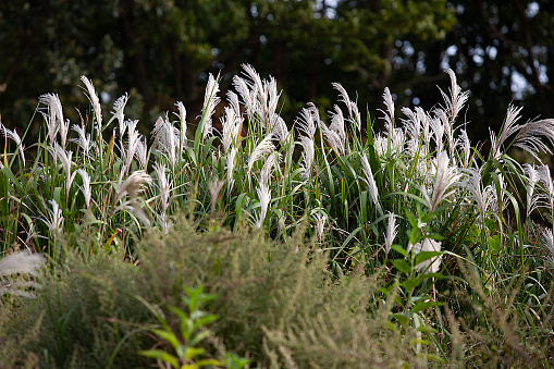 landscape with reeds