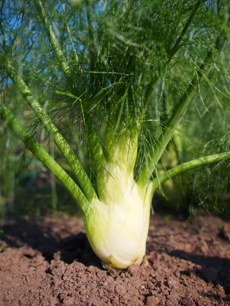 istock Growing Fennel on white Background 2012387265