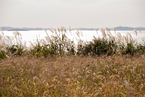 landscape with reeds