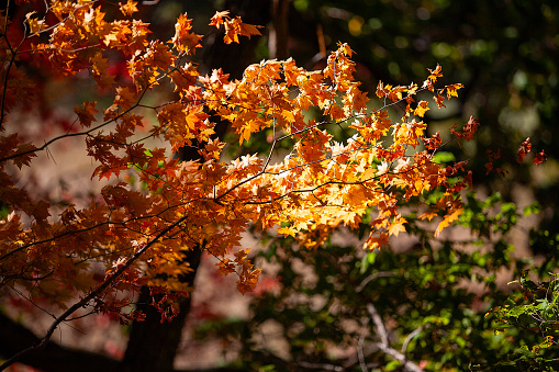 Maple Acer saccharinum with golden and green leaves against sun. Bright foliage on Acer saccharinum in sunny autumn day. Nature concept for any design. Soft selective focus.