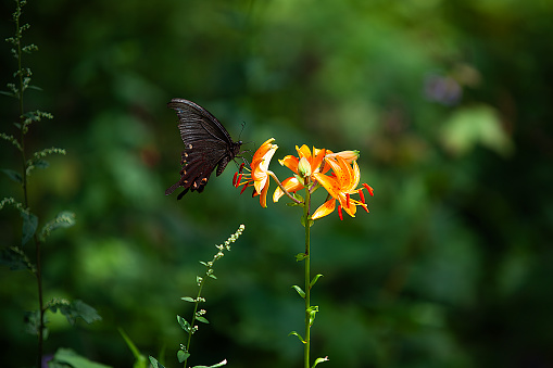 Papilio polytes or the common Mormon black butterfly on a flower