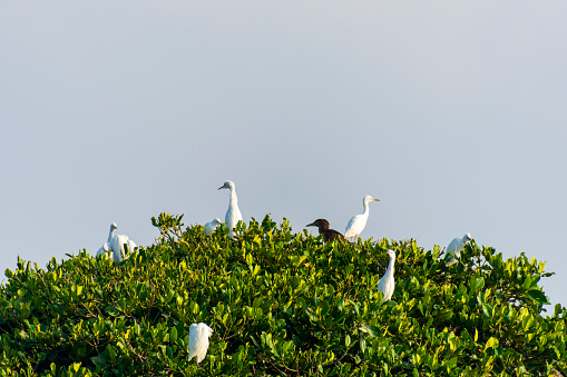 egrets and mangrove forests