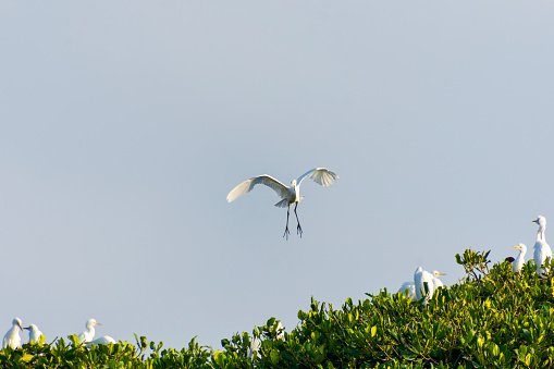 Egret White Heron in Flight