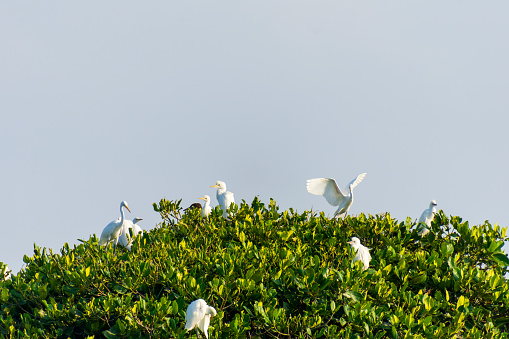 egrets and mangrove forests