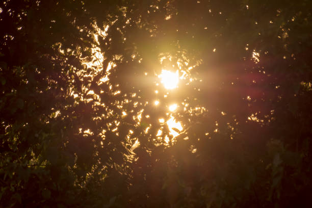 background, sunlight shining through the leaves