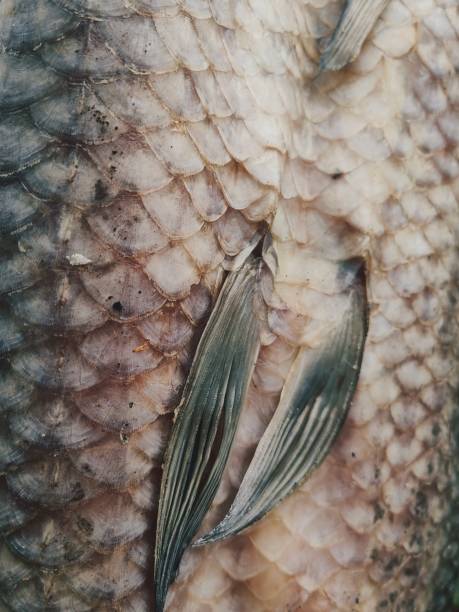Real Roach Fish Scales Background