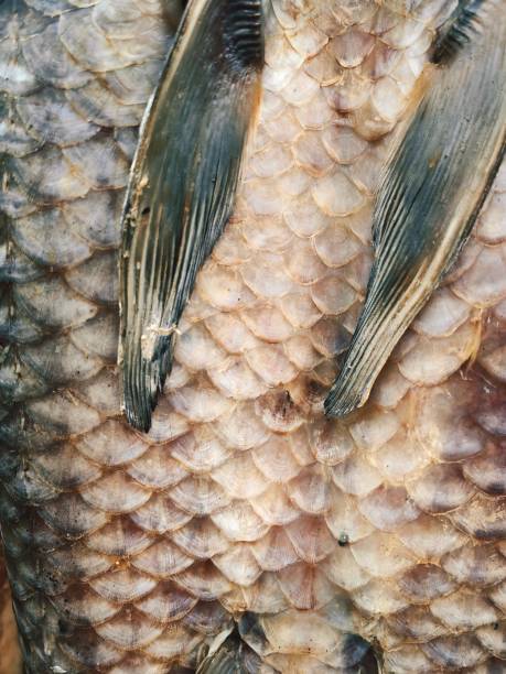 Real Roach Fish Scales Background