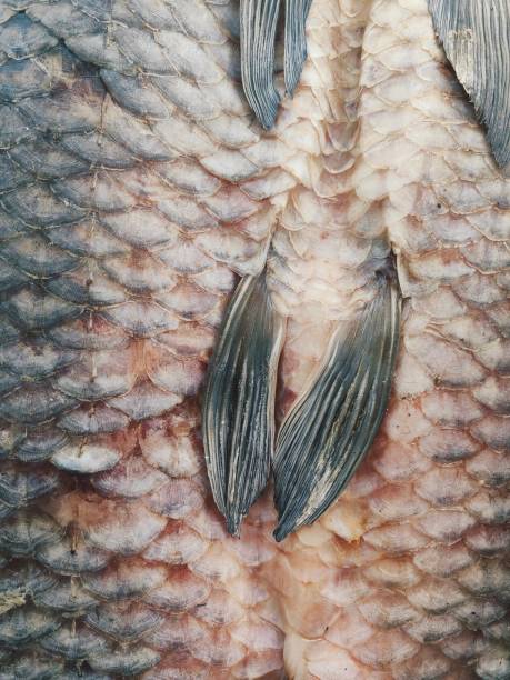 Real Roach Fish Scales Background