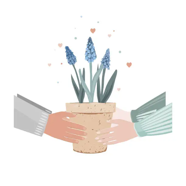 Vector illustration of Male hands holding gift potted muscari plant, gives to woman. Man gives grape hyacinth flower in pot. Valentine card, love concept. Isolated vector, white background