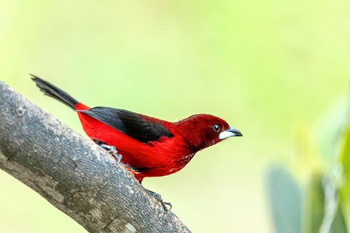 Crimson-backed tanager (Ramphocelus dimidiatus) male, species of bird in the family Thraupidae. Minca, Sierra Nevada de Santa Marta Magdalena department. Wildlife and birdwatching in Colombia.