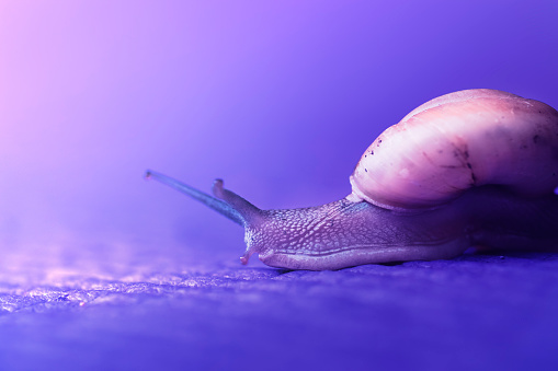 Snail walking on purple background