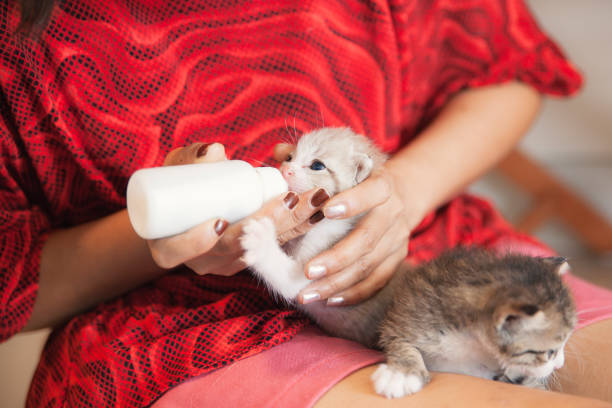 Woman feeding newborn kittens with milk bottle and Nipple