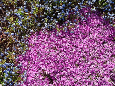 Forget-me-not flowerets lush flowerbed spring pink purple flower background. Springtime blossoms nature floral texture cottagecore vibe.