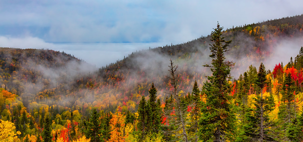 Colorful Trees in Fall Season on East Coast of Atlantic Ocean. New Brunswick, Canada.