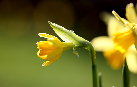 daffodil in the backlight