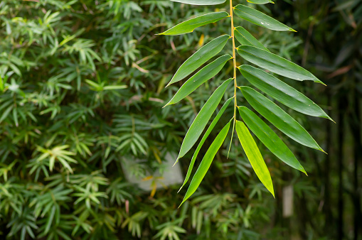 Bamboo plants (Bambusa vulgaris) with green leaves for natural wallpaper.