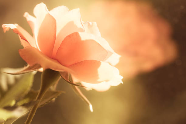 Nature. Closeup of beautiful blooming orange rose flower with blurry background. Gardening.
