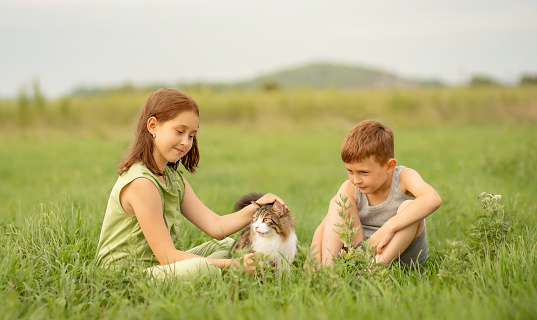 Cute little children playing with cat in the meadow. Selective focus.