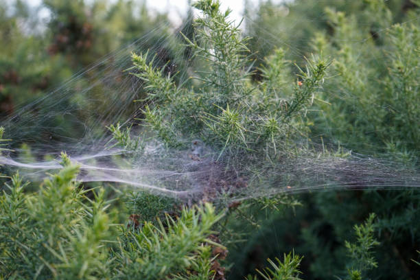 Close up of spiderwebs with morning dew on them