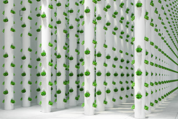 Close-up View Of Vertical Hydroponic Plant System With Rows Of Cultivated Lettuces