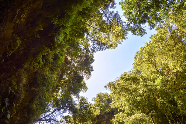 istock Valley in the Canary Islands 2012495792