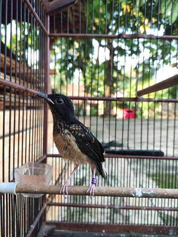 One month old Medan magpie bird