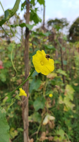 Bees suck nectar from vegetable flowers Luffa acutangula