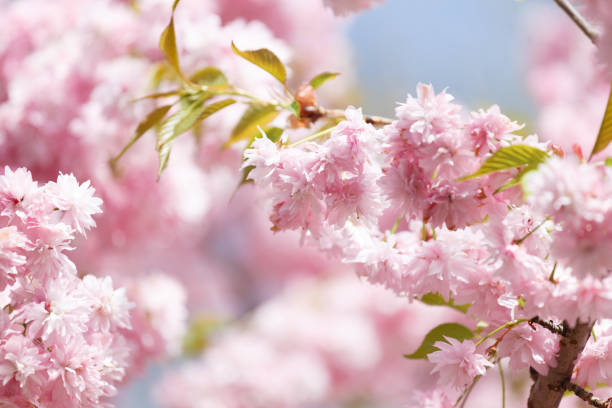 咲く桜の枝には、春の花の背景にピンクの花が咲いています。