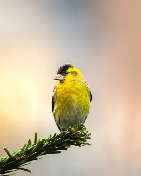 A closeup shot of a male Eurasian siskin perched on a tree branch