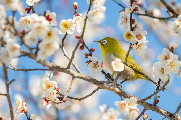 istock White plum blossoms and white-eye 2012541770