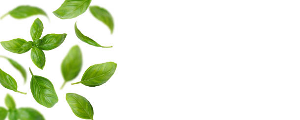 istock Fresh green organic basil leaves flying, isolated on white background, wide banner, header 2012574655