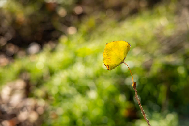 Bright yellow autumn Ginkgo leaves isolated on white