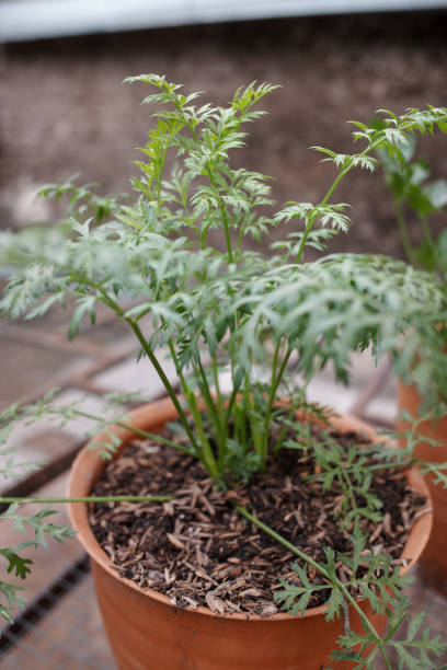 istock The carrot plant 2012588542