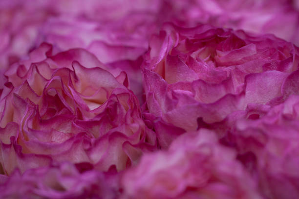 istock beautiful lush pink roses 2012589650