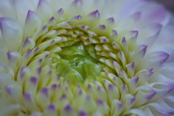 wonderful delicate unusual dahlia with white-lilac petals and a light green center, macro