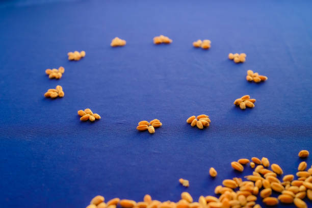 Wheat grains. Blue background. European Union Flag. Metaphorical view on Ukrainian grain imports dilemma in EU.