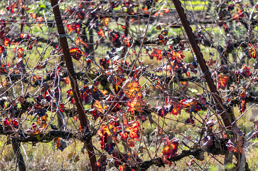 picturesque autumn multicolor grape leaves close-up