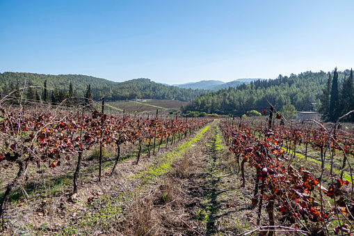 picturesque autumn multicolor grape leaves