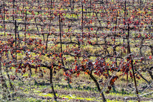 picturesque autumn multicolor grape leaves close-up